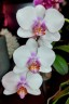 Phal. Miki Smile '1332' 3.0''