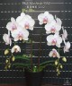 Phal. Miki Smile '1332' 3.0''