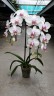 Phal. Miki Smile '1332' 3.0''