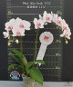 Phal. Miki Smile '1332' 3.0''