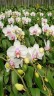 Phal. Miki Smile '1332' 3.0''