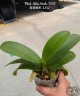 Phal. Miki Smile '1332' 3.0''