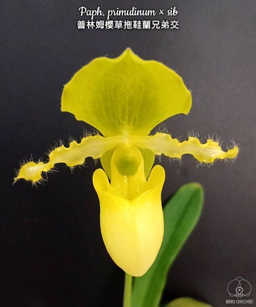 Paph. primulinum × sib 2.5" УЦЕНКА (мех. повр. лист.)