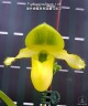 Paph. primulinum × sib 2.5" УЦЕНКА (мех. повр. лист.)