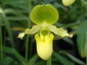 Paph. primulinum × sib 2.5" УЦЕНКА (мех. повр. лист.)