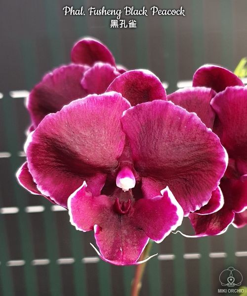 Phal. Fusheng Black Peacock 2.5'' УЦЕНКА (мех.пов.листика)