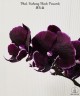 Phal. Fusheng Black Peacock 2.5'' УЦЕНКА (мех.пов.листика)