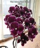 Phal. Fusheng Black Peacock 2.5'' УЦЕНКА (мех.пов.листика)