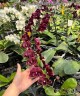 Phal. Fusheng Black Peacock 2.5'' УЦЕНКА (мех.пов.листика)