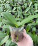 Phal. Fusheng Black Peacock 2.5'' УЦЕНКА (мех.пов.листика)