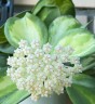 АКЦИЯ!  Hoya pachyclada (variegata) 1.7" УЦЕНКА