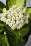 АКЦИЯ!  Hoya pachyclada (variegata) 1.7" УЦЕНКА