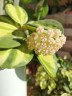 АКЦИЯ!  Hoya pachyclada (variegata) 1.7" УЦЕНКА