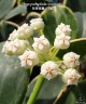 АКЦИЯ!  Hoya pachyclada (variegata) 1.7" УЦЕНКА
