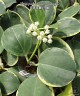 АКЦИЯ!  Hoya pachyclada (variegata) 1.7" УЦЕНКА