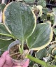 АКЦИЯ!  Hoya pachyclada (variegata) 1.7" УЦЕНКА