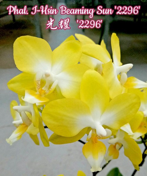 Phal. I-Hsin Beaming Sun 2.5'