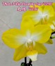 Phal. I-Hsin Beaming Sun 2.5'
