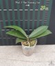 Phal. I-Hsin Beaming Sun 2.5'