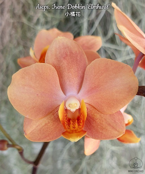 Ascps. Irene Dobkin 'Elmhurst' HCC/AOS 2.5''