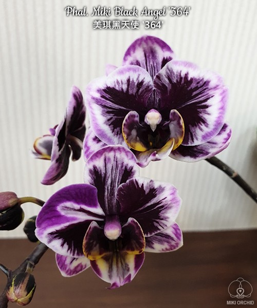 Phal. Miki Black Angel ‘364’ 1.7