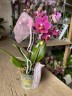 Aromio Fruity  - мини орхидея АРОМА (2 цветоноса; Ø 7 см)