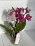 Aromio Fruity  - мини орхидея АРОМА (2 цветоноса; Ø 7 см)