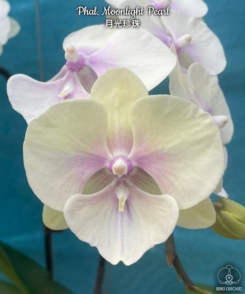  Phal. Moonlight Pearl 2.5"