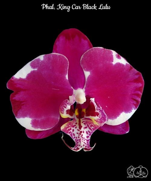 Phal. King Car Black Lulu 2.5''