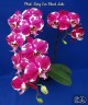 Phal. King Car Black Lulu 2.5''