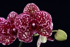 Phal. Lioulin Wild Cat 2.5" УЦЕНКА (нет нижних листиков)