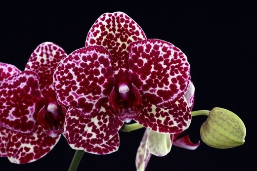 Phal. Lioulin Wild Cat 2.5" УЦЕНКА (нет нижних листиков)