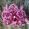 Phal. Lioulin Wild Cat 2.5" УЦЕНКА (нет нижних листиков)
