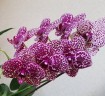 Phal. Lioulin Wild Cat 2.5" УЦЕНКА (нет нижних листиков)