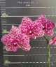 Phal. Lioulin Wild Cat 2.5" УЦЕНКА (нет нижних листиков)