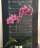 Phal. Lioulin Wild Cat 2.5" УЦЕНКА (нет нижних листиков)
