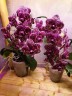 Phal. Lioulin Wild Cat 2.5" УЦЕНКА (нет нижних листиков)