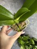 Phal. Lioulin Wild Cat 2.5" УЦЕНКА (нет нижних листиков)