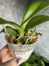 Phal. Lioulin Wild Cat 2.5" УЦЕНКА (нет нижних листиков)