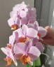 Phal. Tulcan 2.5"