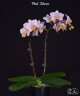 Phal. Tulcan 2.5"