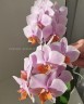 Phal. Tulcan 2.5"