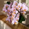 Phal. Tulcan 2.5"