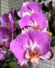 Phal. Black Batman 2.5''