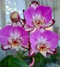 Phal. Black Batman 2.5''
