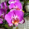 Phal. Black Batman 2.5''