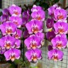 Phal. Black Batman 2.5''