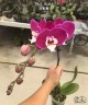 Phal. Michel 2.5''