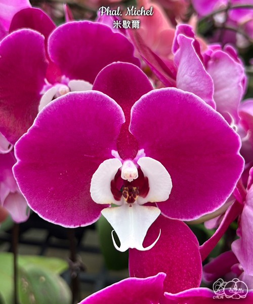 Phal. Michel 2.5''