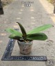 Phal. Michel 2.5''
